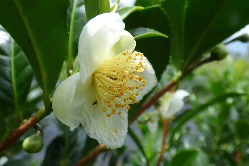 Camellia sinensis, Tea Plant, Tee Tree, Camellia thea, Camellia sinensis thea, Thea sinensis, White flowers, White Camellias