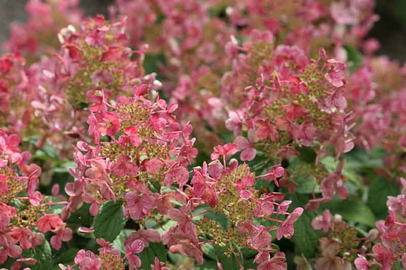 Quick Fire Hydrangea, Hydrangra paniculata Quick Fire, Pancile Hydrangea