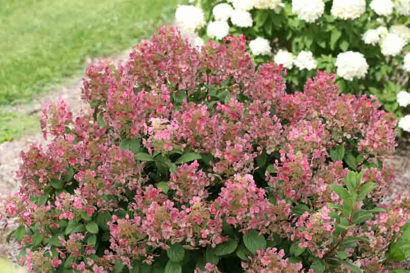 Quick Fire Hydrangea, Hydrangra paniculata Quick Fire, Pancile Hydrangea