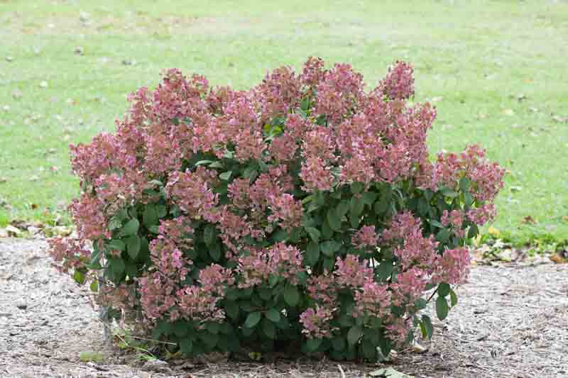 Quick Fire Hydrangea, Hydrangra paniculata Quick Fire, Pancile Hydrangea