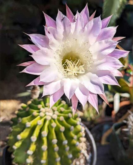Echinopsis oxygona, Easter Lily Cactus, Sea-Urchin Cactus, Cereus oxygonus, Echinocactus oxygonus, Echinonyctanthus oxygonus