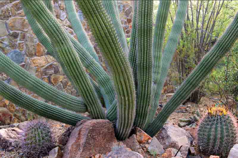 Stenocereus thurberi, Organ Pipe Cactus, Organpipe Cactus, Organ-Pipe Cactus, Cereus thurberi, Lemaireocereus thurberi, Marshallocereus thurberi, Neolemaireocereus thurberi, Pilocereus thurberi, Rathbunia thurberi , Columnar Cactus, Columnar Succulent