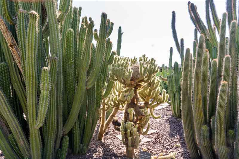 Stenocereus thurberi, Organ Pipe Cactus, Organpipe Cactus, Organ-Pipe Cactus, Cereus thurberi, Lemaireocereus thurberi, Marshallocereus thurberi, Neolemaireocereus thurberi, Pilocereus thurberi, Rathbunia thurberi , Columnar Cactus, Columnar Succulent