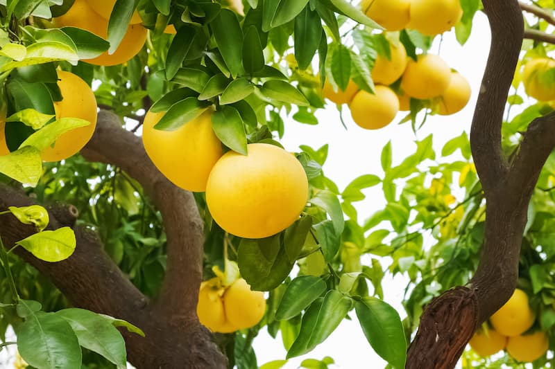 Grapefruit (Citrus × paradisi): Health Benefits, Uses, Growing Tips