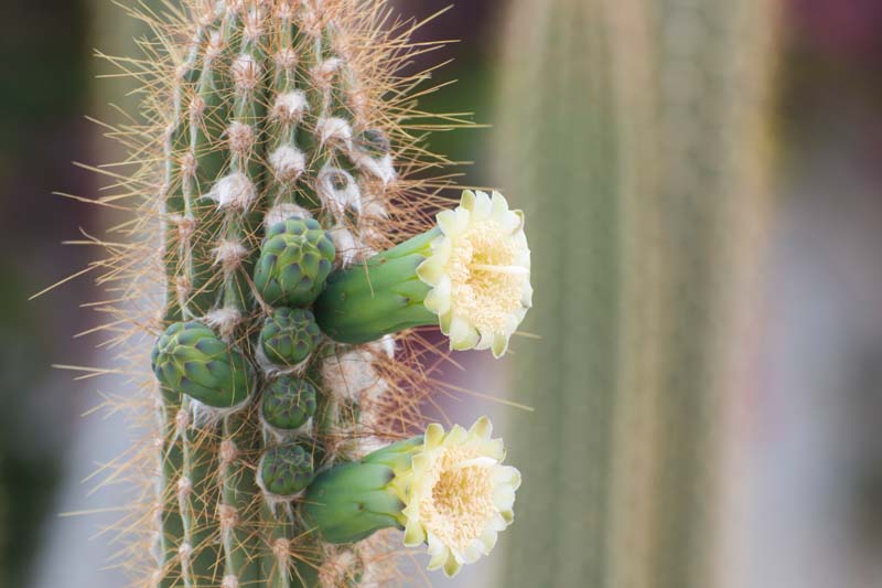 Stenocereus thurberi, Organ Pipe Cactus, Organpipe Cactus, Organ-Pipe Cactus, Cereus thurberi, Lemaireocereus thurberi, Marshallocereus thurberi, Neolemaireocereus thurberi, Pilocereus thurberi, Rathbunia thurberi , Columnar Cactus, Columnar Succulent