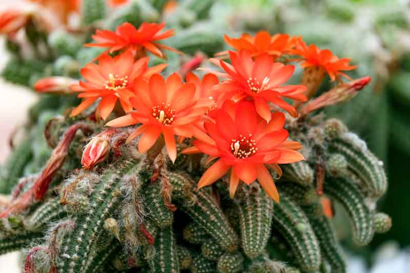 Echinopsis chamaecereus, Peanut Cactus, Chamaecereus silvestrii, Chamaecereus silvestrii crassicaule, Cereus silvestrii, Lobivia silvestrii