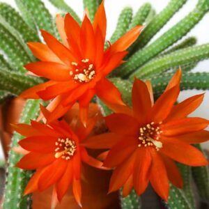 Echinopsis chamaecereus, Peanut Cactus, Chamaecereus silvestrii, Chamaecereus silvestrii crassicaule, Cereus silvestrii, Lobivia silvestrii