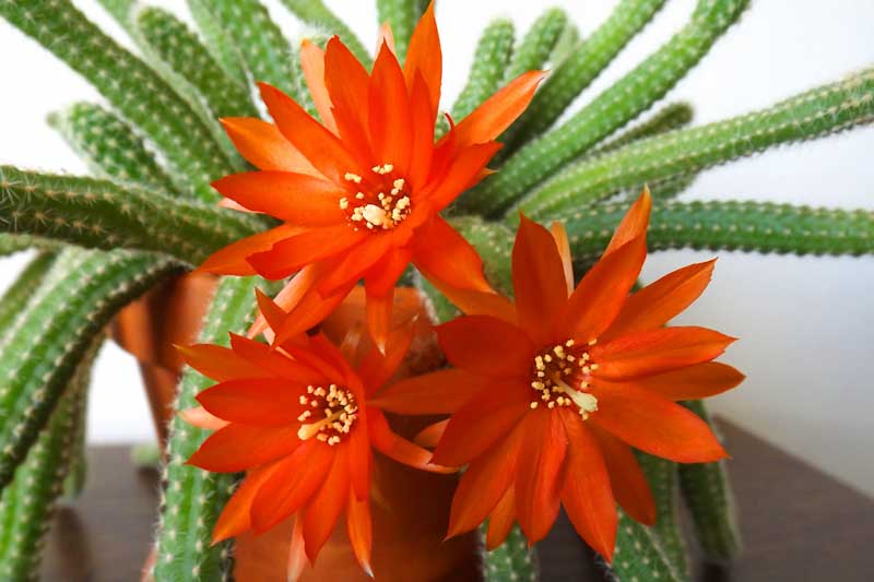 Echinopsis chamaecereus, Peanut Cactus, Chamaecereus silvestrii, Chamaecereus silvestrii crassicaule, Cereus silvestrii, Lobivia silvestrii
