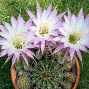 Echinopsis oxygona, Easter Lily Cactus, Sea-Urchin Cactus, Cereus oxygonus, Echinocactus oxygonus, Echinonyctanthus oxygonus