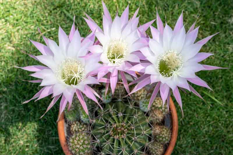 Echinopsis oxygona, Easter Lily Cactus, Sea-Urchin Cactus, Cereus oxygonus, Echinocactus oxygonus, Echinonyctanthus oxygonus