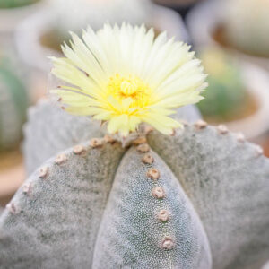 Astrophytum myriostigma, RBishop's Cap, Bishop's Miter, Bishop's Hat, Monk's Hood, Deacons Hat, Bishop's Hood, Miter Cactus, Astrophytum prismaticum, Cereus callicoche, Echinocactus myriostigma, Drought Tolerant Plants,