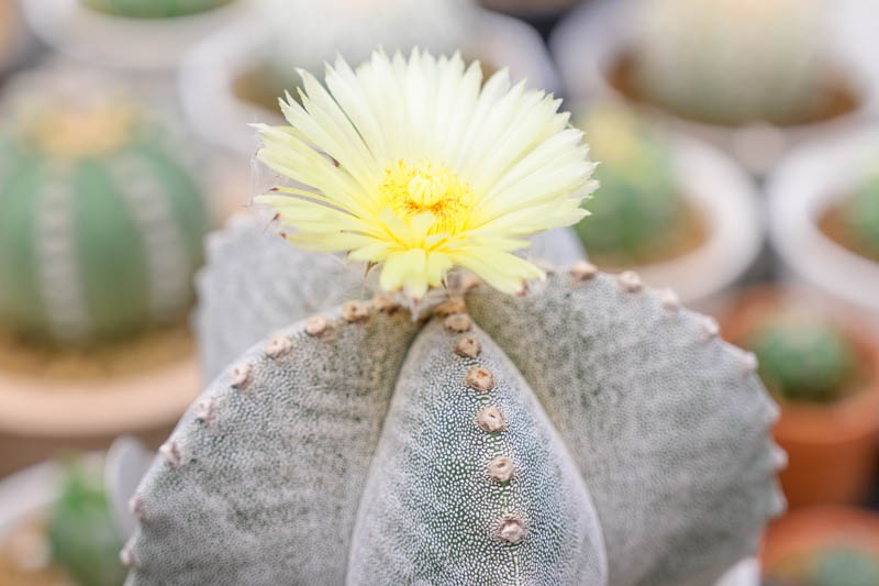 Astrophytum myriostigma, RBishop's Cap, Bishop's Miter, Bishop's Hat, Monk's Hood, Deacons Hat, Bishop's Hood, Miter Cactus, Astrophytum prismaticum, Cereus callicoche, Echinocactus myriostigma, Drought Tolerant Plants,