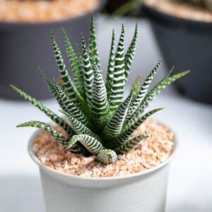 Haworthiopsis fasciata, Zebra Haworthia, Haworthia fasciata, Little Zebra Plant, Zebra Plant, Small Succulent, Pot Succulent, Containers Succulent, Indoors Succulent