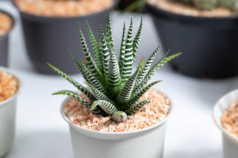 Haworthiopsis fasciata, Zebra Haworthia, Haworthia fasciata, Little Zebra Plant, Zebra Plant, Small Succulent, Pot Succulent, Containers Succulent, Indoors Succulent