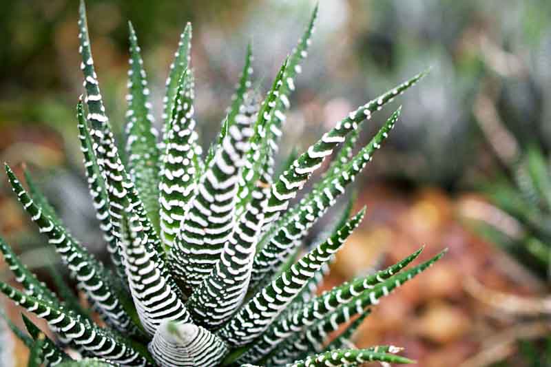 Haworthiopsis fasciata, Zebra Haworthia, Haworthia fasciata, Little Zebra Plant, Zebra Plant, Small Succulent, Pot Succulent, Containers Succulent, Indoors Succulent