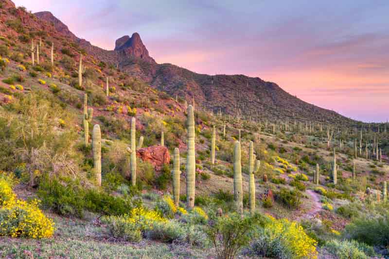 Saguaro Cactus, Saguaro, Saguaros, Carnegiea gigantea, Desert Plant, Desert Garden
