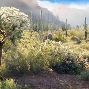 Saguaro Cactus, Saguaro, Saguaros, Cholla cactus, Carnegiea gigantea, Desert Plant, Desert Garden