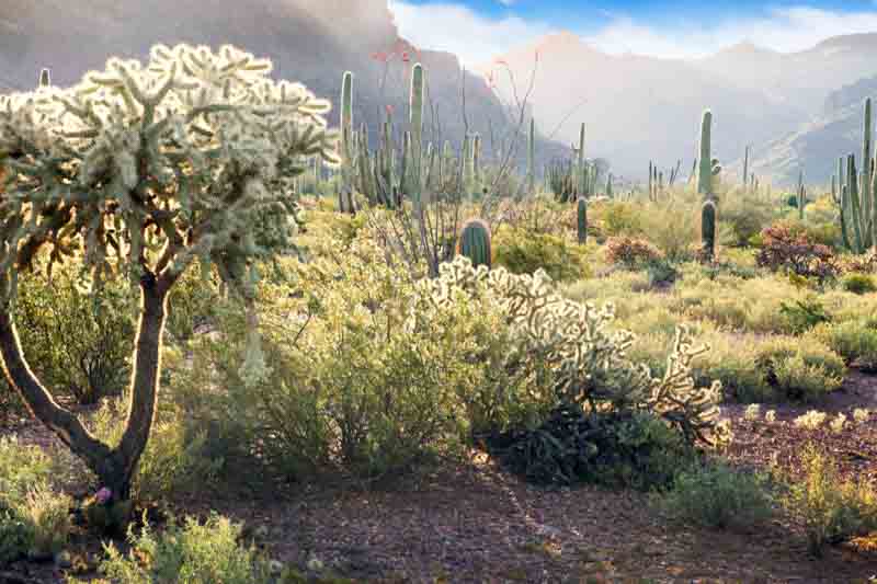 Saguaro Cactus, Saguaro, Saguaros, Cholla cactus, Carnegiea gigantea, Desert Plant, Desert Garden