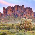 Saguaro Cactus, Saguaro, Saguaros, Cholla Cactus, Carnegiea gigantea, Desert Plant, Desert Garden