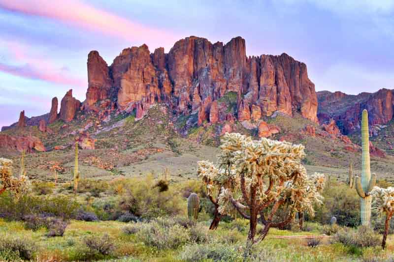 Saguaro Cactus, Saguaro, Saguaros, Cholla Cactus, Carnegiea gigantea, Desert Plant, Desert Garden