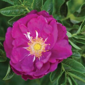Rosa Rugosa 'Purple Pavement', Rose Purple Pavement, Shrub Roses, Wild Roses, Rugosa Hybrids, Purple roses, Hardy roses
