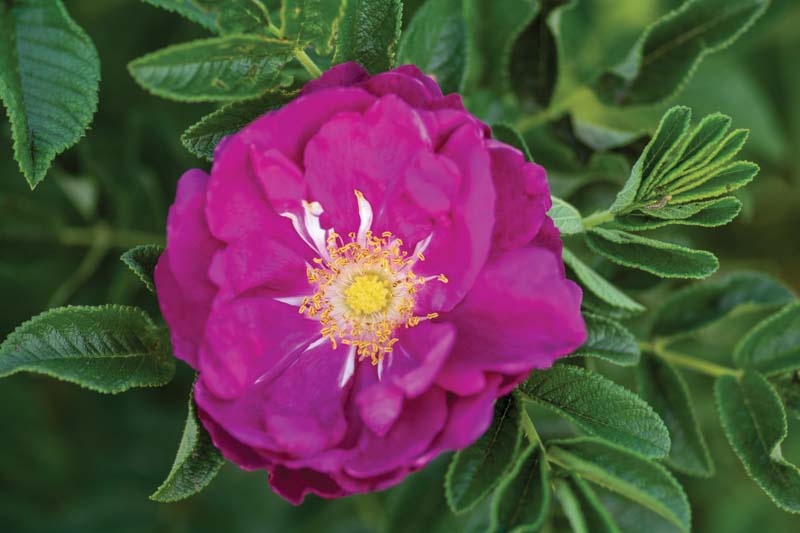 Rosa Rugosa 'Purple Pavement', Rose Purple Pavement, Shrub Roses, Wild Roses, Rugosa Hybrids, Purple roses, Hardy roses
