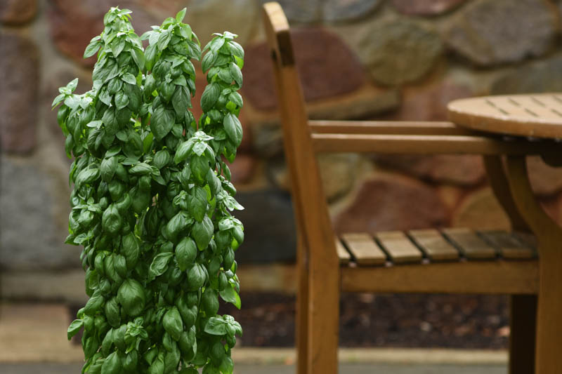 Ocimum basilicum 'Everleaf Emerald Towers', Everleaf Emerald Towers Basil, Sweet Basil