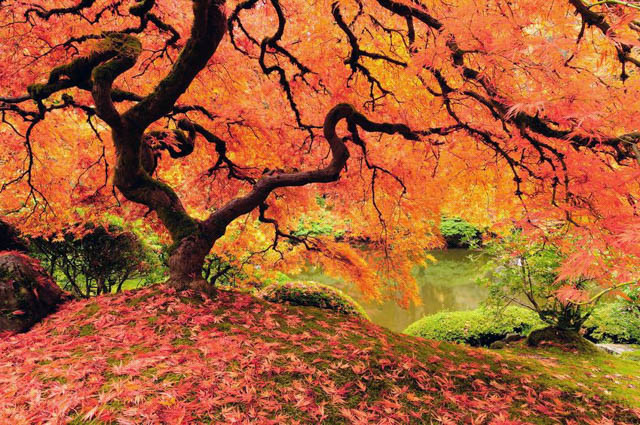 Japanese Maple, Acer palmatum, Japanese Garden