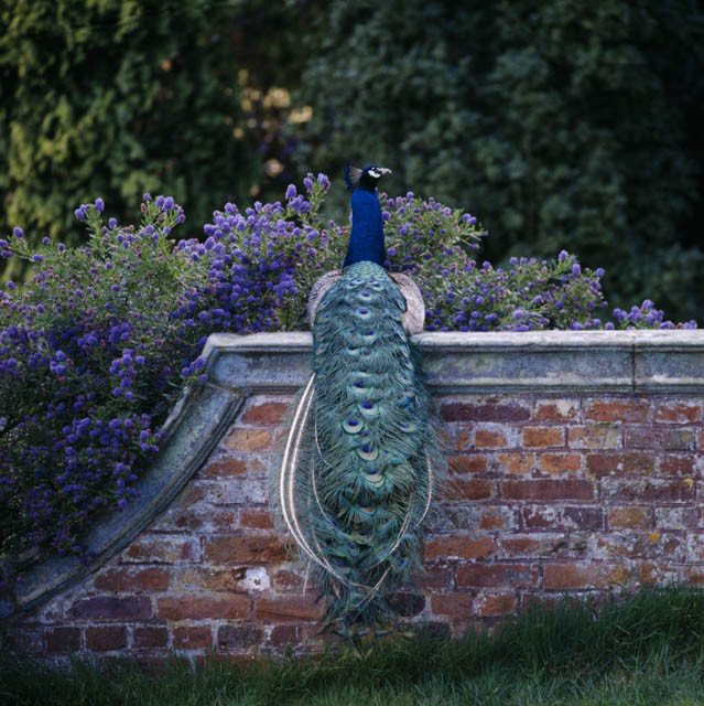 Plants for Wall-Side Borders, Perennials for Wall-Side Borders, Annuals for Wall-Side Borders, Shrubs for Wall-Side Borders, Bulbs for Wall-Side Borders, Flowers for Wall-Side Borders, Roses