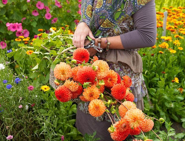 Cutting garden, flowers, dahlia, calendula, campanula, celosia,cleome, cosmos, dianthus, geranium, gypsophila, carnation, coreopsis. delphinium