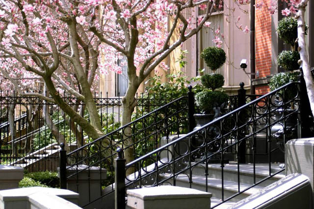 City Garden, Urgan Garden, Front Yard, Magnolia tree