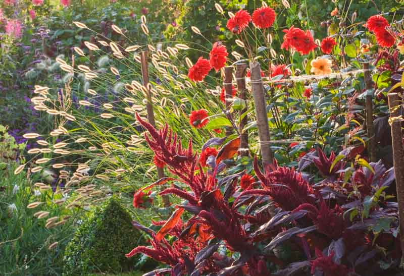 Summer, Summer Annuals, Summer Perennials, Summer Bulbs, Summer Flowers, Summer Borders, Summer Containers, Summer Plant Combinations, Summer Border Ideas, Plant Combination Ideas