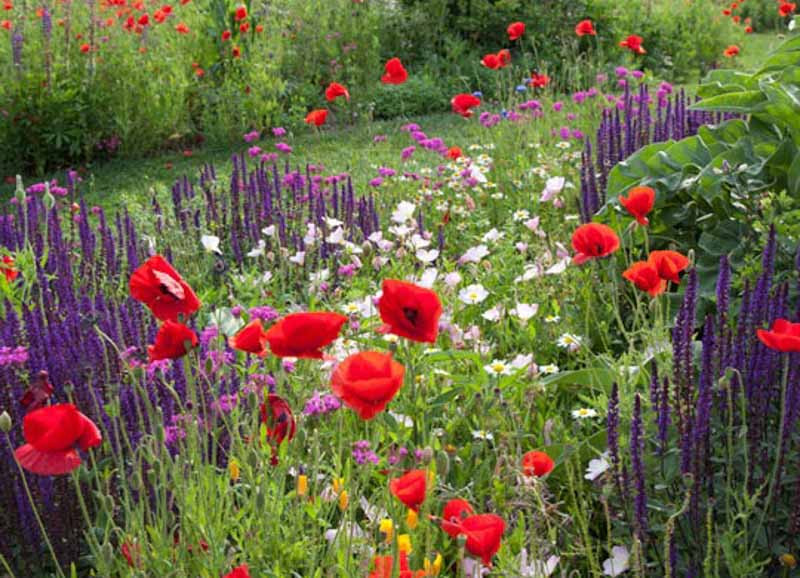 Summer, Summer Annuals, Summer Perennials, Summer Bulbs, Summer Flowers, Summer Borders, Summer Containers, Summer Plant Combinations, Summer Border Ideas, Plant Combination Ideas