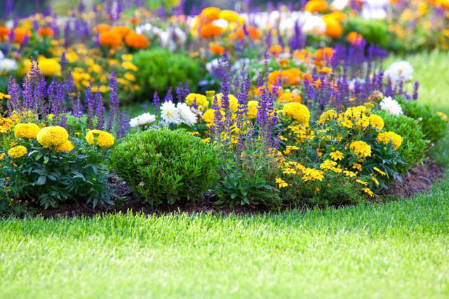 Plants for Edging, Perennials for Edging, Annuals for Edging, Shrubs for Edging, Bulbs for Edging, Flowers for Edging, Roses for Edging, Edging Ideas, Plant Combinations