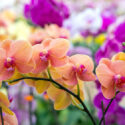 Orchids, Phalaenopsis Orchids, Brassavola orchids, Cattleya orchids, Cymbidium orchids, Dendrobium orchids, Encyclia orchids, Miltonia Orchids, Oncidium Orchids, Paphiopedlium Orchids, Phaius