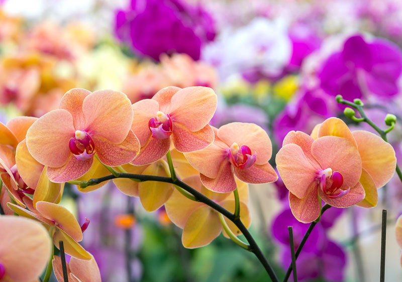 Orchids, Phalaenopsis Orchids, Brassavola orchids, Cattleya orchids, Cymbidium orchids, Dendrobium orchids, Encyclia orchids, Miltonia Orchids, Oncidium Orchids, Paphiopedlium Orchids, Phaius