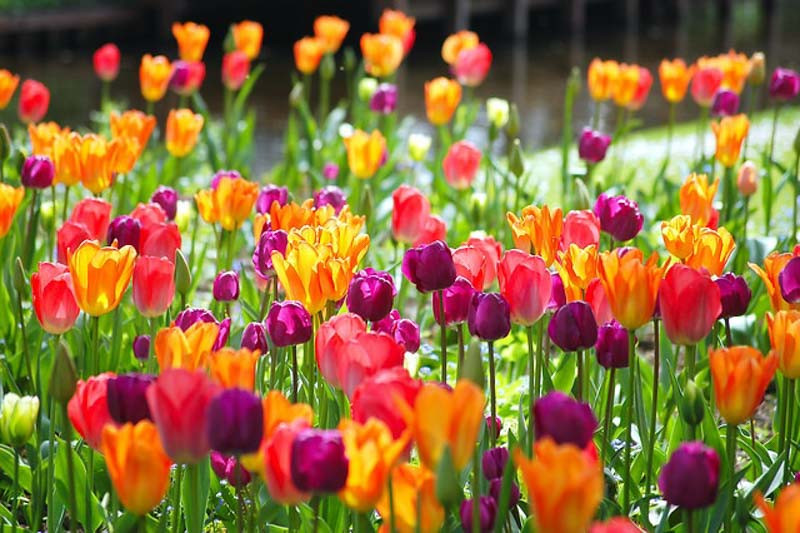 Spring, Spring Annuals, Spring Perennials, Spring Bulbs, Spring Flowers, Spring Borders, Spring Containers, Plant Combinations, Border Ideas, Plant Combination Ideas