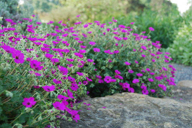 Geranium, Cranebill, Groundcover, Ground cover