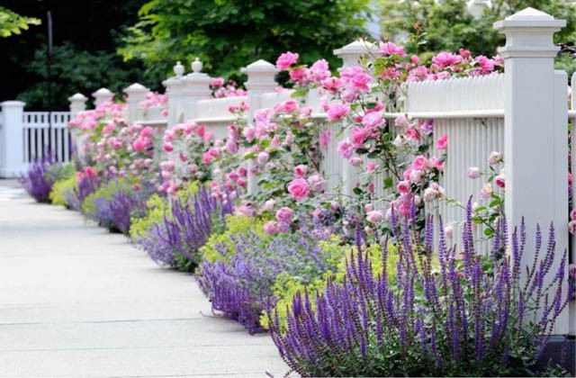 Rose, Salvia, Nepeta, Lady's Mantle, Hedge, Fence