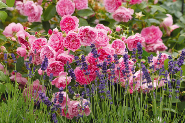 Rose, Lavender, English Rose, English Lavender, Harlow Carr Rose, Hidcote Lavender