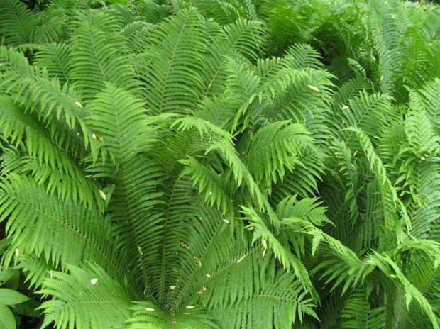 Ferns, Garden Ferns, Hardy Ferns, Evergreen Ferns,Sun Tolerant Ferns,Ferns for Wet Soils,Ferns for Deep Shade,Drought-tolerant Ferns,,Groundcover Ferns,Ferns for Containers,Ferns for Rock Gar