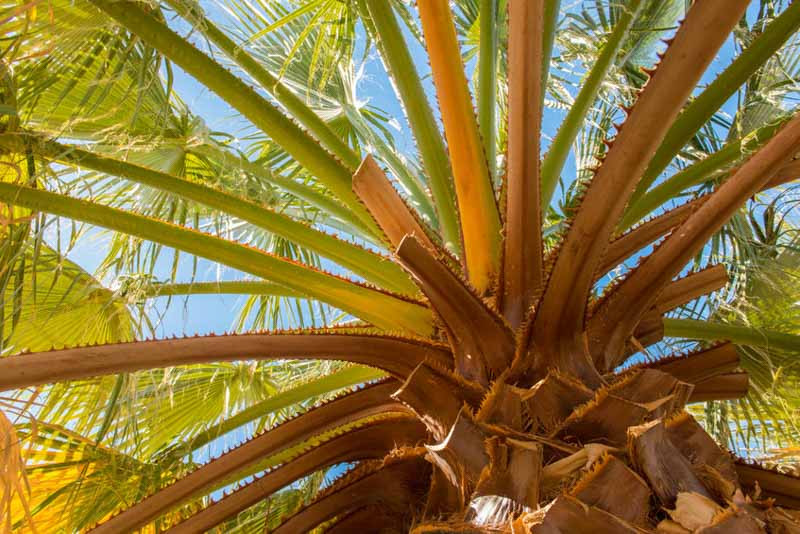 Palm tree, Palms, Cycad, Cycas, Tropical Tree, Tropical Shrub
