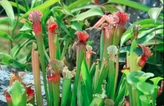 Sarracenia, Pitcher Plant, Bog Garden