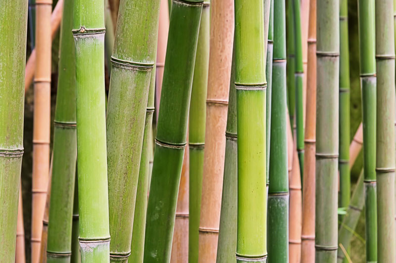 Bamboo, clumping Bamboos, Non invasive Bamboos, Blue Bamboo, Golden Bamboo, Evergreen Bamboos