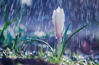 Rain Garden, Crocus, Crocus Flower