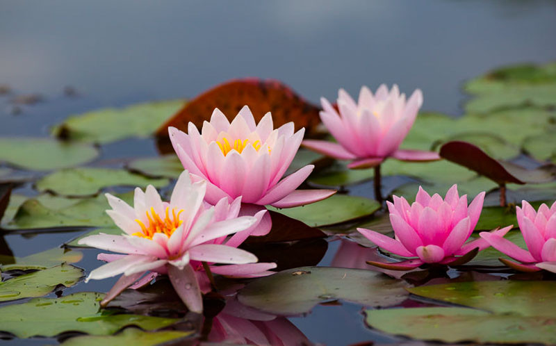 Brighten your garden with colorful and low-maintenance perennials!