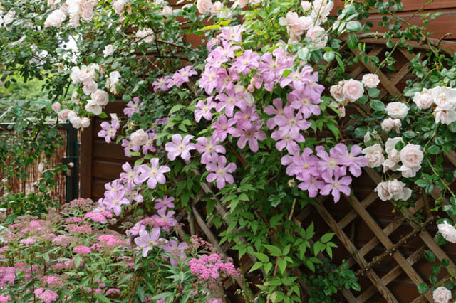 climbers, vines, pergolas, arbors