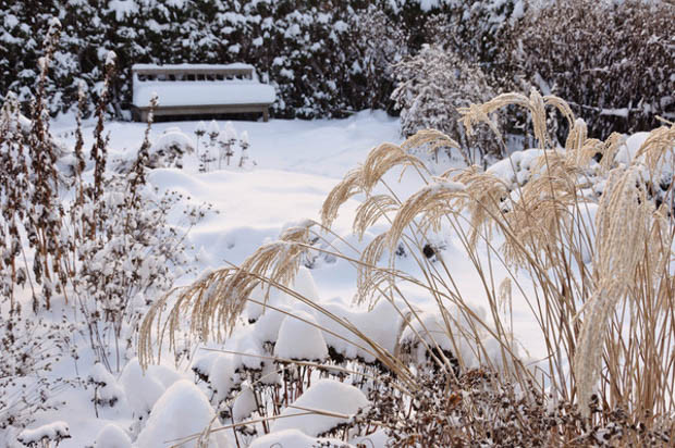 Maiden Grass, Winter Garden, Miscanthus sinensis