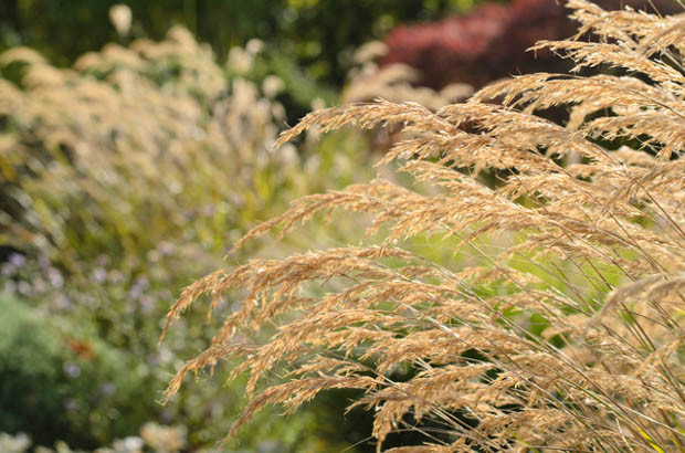 Fountain Grasses, Purple Fountain Grasses, Ornamental Grasses, Decorative Grasses, Perennial Grasses, Sedges, Maiden Grasses, Grasses