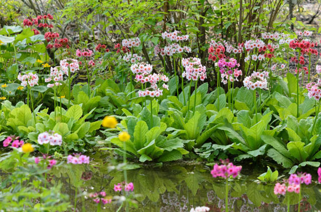 Primrose, Primula, Japanese Primrose, Pond, Stream, Water Garden